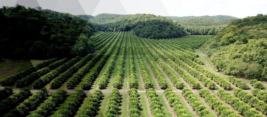 about forestry investments